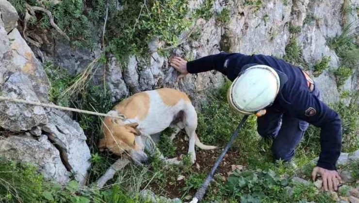 Hatay’da uçurumda mahsur kalan köpek kurtarıldı