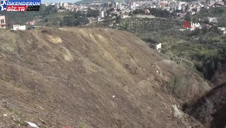 Orman yangınlarında yok olan alanlar tekrar ağaçlandırılıyor