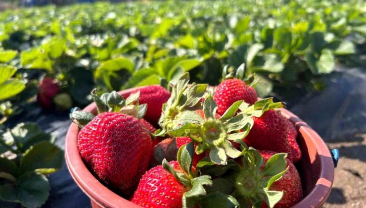 Zelzelenin Vurduğu Hatay’da Çilek Hasadı Başladı