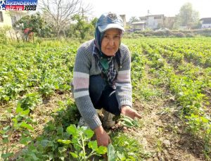 Hatay’da Fasulye Hasadı Başladı