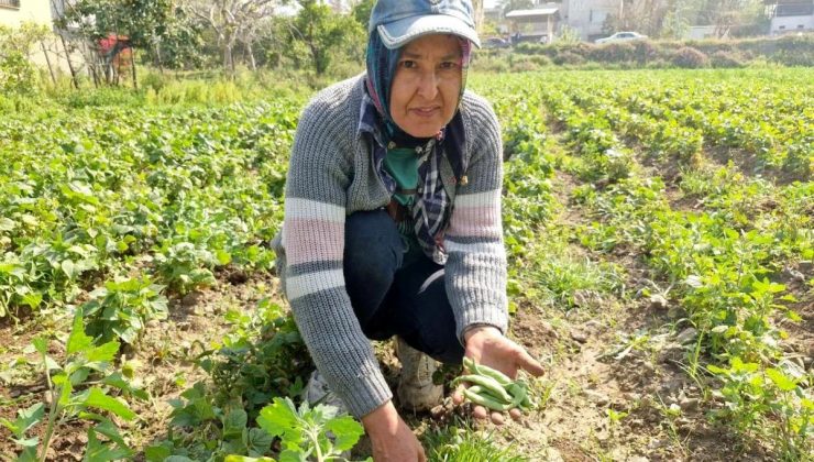 Hatay’da Fasulye Hasadı Başladı