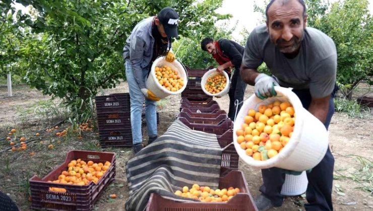 Hatay’da Kayısı Hasadı Başladı