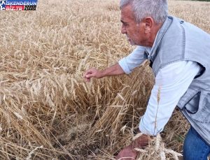 Hatay’da Kuvvetli Yağış Buğday Hasadına Ziyan Verdi