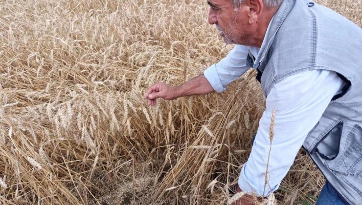 Hatay’da Kuvvetli Yağış Buğday Hasadına Ziyan Verdi