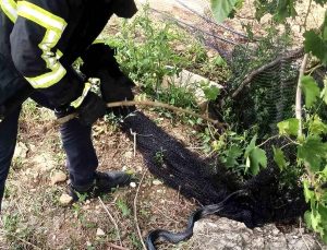 Hatay’da Mahsur Kalan Yılan İtfaiye Tarafından Kurtarıldı