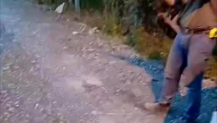 Samandağ’da Sokak Köpeğini Vuran Kişi Gözaltına Alındı