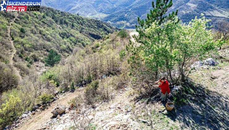 Tokat’ta Menengiç Ağacı Keşfi