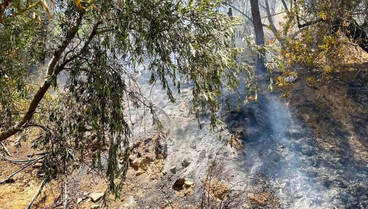 Hatay’ın Belen ilçesinde zeytinlik yangını denetim altına alındı