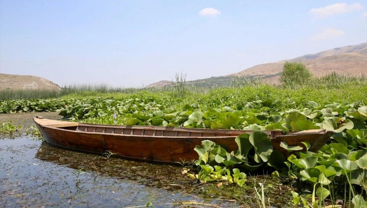 Kırıkhan’daki Gölbaşı Gölü Su Sümbülleriyle Yeşile Büründü