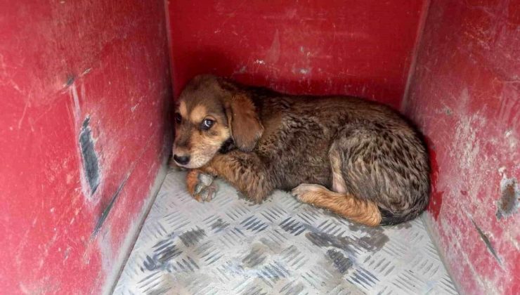 Samandağ’da çukura düşen köpek itfaiye takımları tarafından kurtarıldı