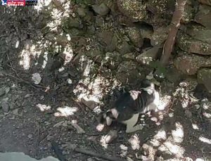 Antakya’da Kahraman Kedi ile Yılan Ortasındaki Gayret