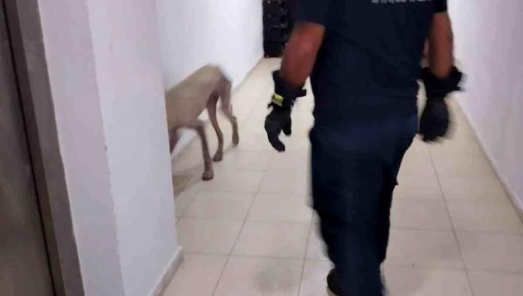 Hassa’da mahsur kalan köpek itfaiye grupları tarafından kurtarıldı