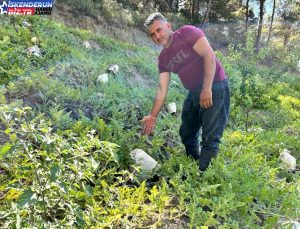 Hatay’da Karpuz Hasadı Başladı