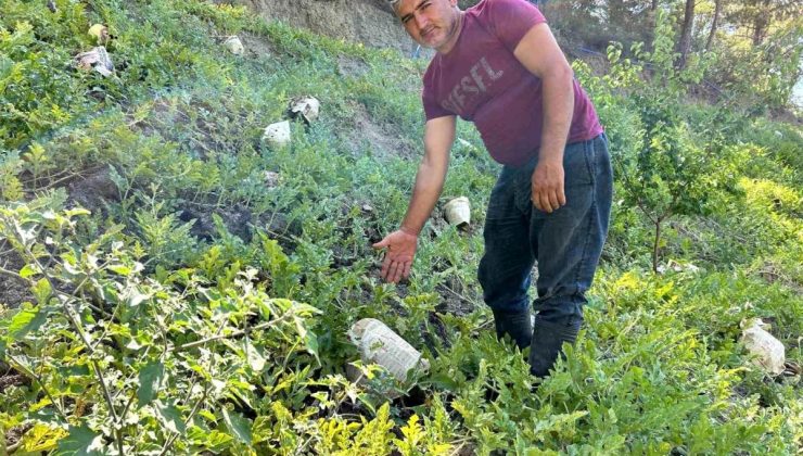 Hatay’da Karpuz Hasadı Başladı