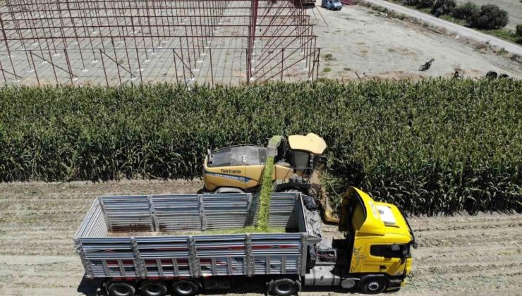 Hatay’da Şiddetli Kaidelerde Silajlık Mısır Hasadı