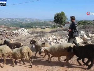 Kalemini ve defterini yanından ayırmayan yarım asırlık çoban Vehbi amca, keçilerinden aldığı ilhamla şiirlerini yazıyor