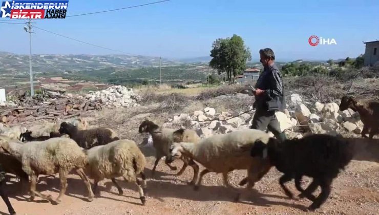 Kalemini ve defterini yanından ayırmayan yarım asırlık çoban Vehbi amca, keçilerinden aldığı ilhamla şiirlerini yazıyor