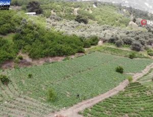 Kavurucu Sıcakta Salatalık Hasadı: 700 TL Yevmiyeyle Güçlü Mesai