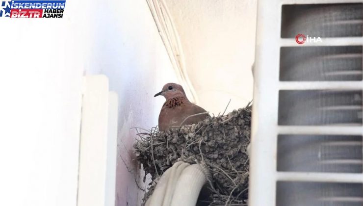 Sarsıntının vurduğu Hatay’da kumruların yuvası klima motorunun üzeri oldu