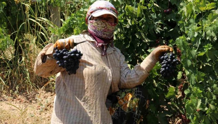 Hatay’da Bereketli Üzüm Hasadı Başladı