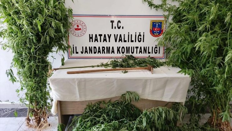 Hatay’da Hint keneviri yetiştiricisi yakalandı