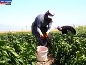 Hatay’da Kapya Biber Hasat Mesaisi Başladı