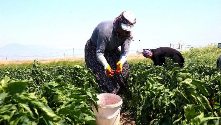 Hatay’da Kapya Biber Hasat Mesaisi Başladı