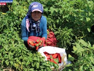 Hatay’da Kavurucu Sıcakta Acı Biber Hasadı