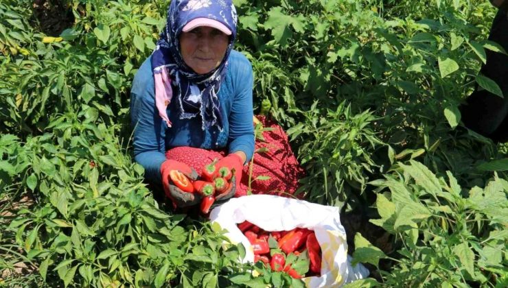 Hatay’da Kavurucu Sıcakta Acı Biber Hasadı