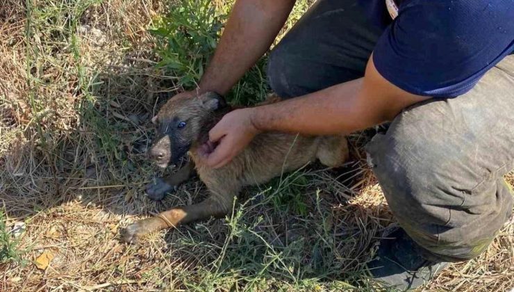 Hatay’da kuyuya düşen yavru köpek itfaiye takımları tarafından kurtarıldı