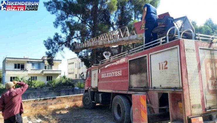 Hatay’da Mahsur Kalan Papağan İtfaiye Tarafından Kurtarıldı