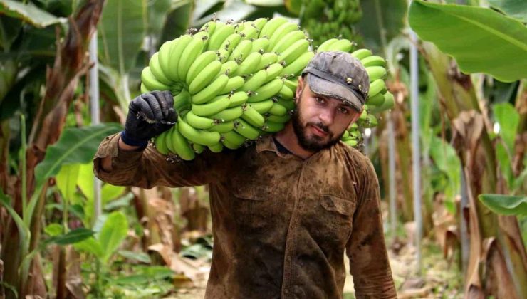 Hatay’da serada muz hasadı devam ediyor