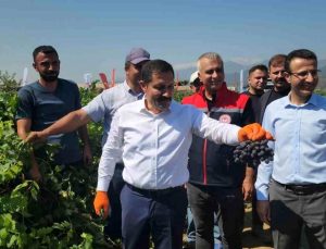 Hatay’da Üzüm Hasadı Başladı