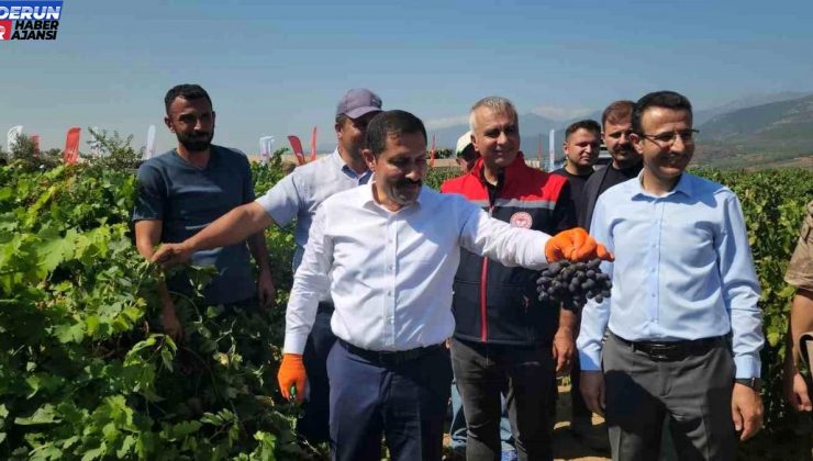 Hatay’da Üzüm Hasadı Başladı