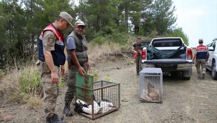 Hatay’da yaralı bulunan karaca ve 2 leylek tabiata bırakıldı