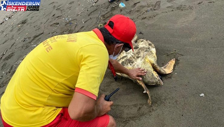 Hatay’da Yaralı Caretta Caretta Tedavi Ediliyor