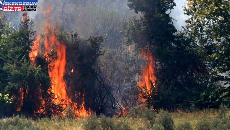 Hatay’da Zeytinlik Yangını İtfaiye Tarafından Söndürüldü