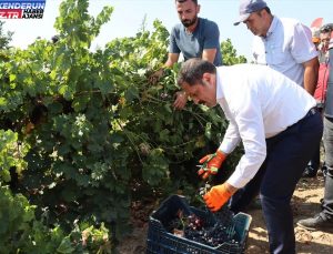 Hatay’ın Hassa ilçesinde üzüm hasadı başladı