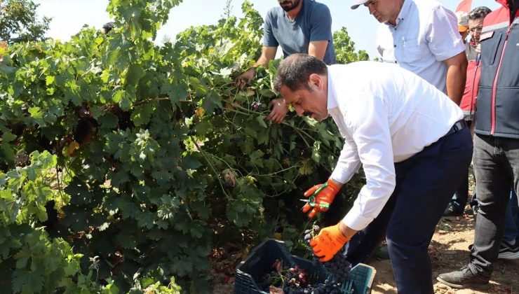 Hatay’ın Hassa ilçesinde üzüm hasadı başladı