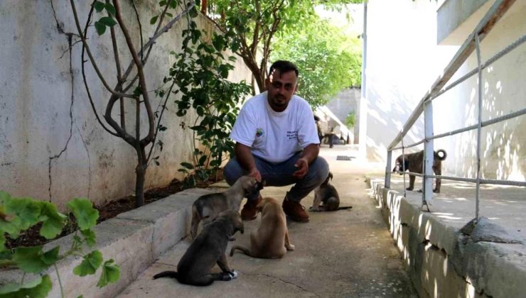 Hayvansever İbrahim Göçer, İtfaiye Gruplarıyla Birlikte Sıkışan Yavru Köpekleri Kurtardı