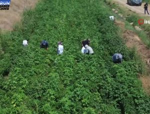 Kavurucu sıcakta acı biber hasadı şiddetli kaidelerde devam ediyor