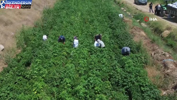 Kavurucu sıcakta acı biber hasadı şiddetli kaidelerde devam ediyor