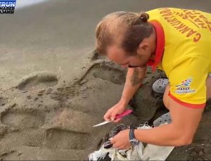 Samandağ’da Çuvala Dolanan Caretta Caretta Yavrusu Kurtarıldı