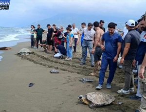 Samandağ’da Tedavi Gören Kaplumbağalar Denize Salındı