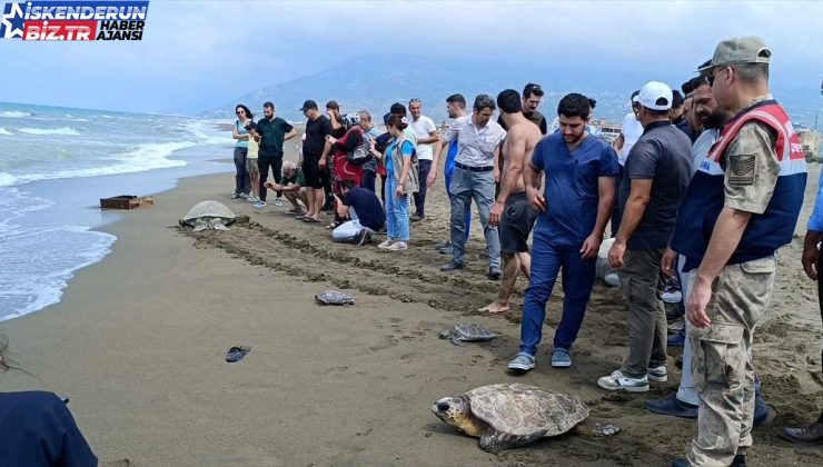 Samandağ’da Tedavi Gören Kaplumbağalar Denize Salındı