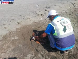 Samandağ’da Yaralı Deniz Kaplumbağası Tedavi Altına Alındı