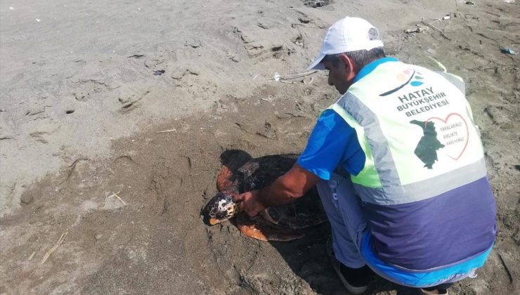 Samandağ’da Yaralı Deniz Kaplumbağası Tedavi Altına Alındı