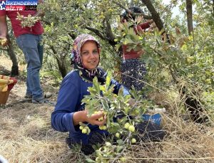 Depremzedelerin Ürettiği Alıç, İhraç Ediliyor