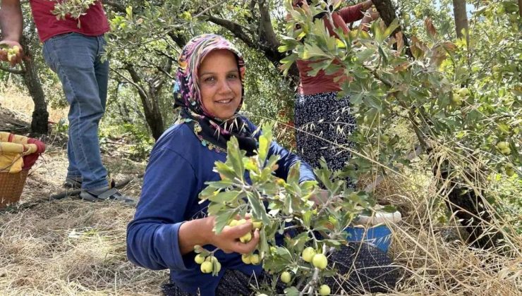 Depremzedelerin Ürettiği Alıç, İhraç Ediliyor