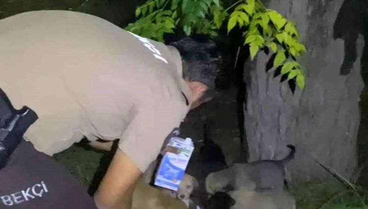 Hatay’da Bekçiler Yavru Köpeklere Süt Vererek Yürekleri Isıttı